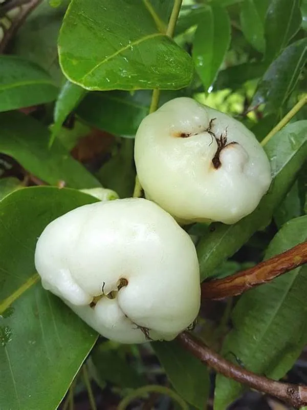White_Hybrid_Jamrul/_Water_Apple_/Jambul_Fruit_Plant_(Pack_Of_1)