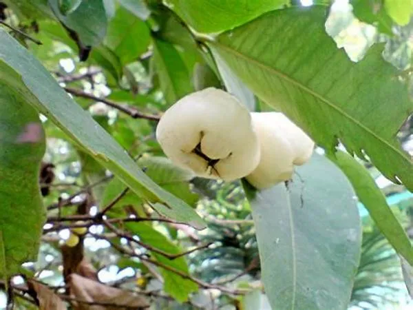 White_Hybrid_Jamrul/_Water_Apple_/Jambul_Fruit_Plant_(Pack_Of_1)