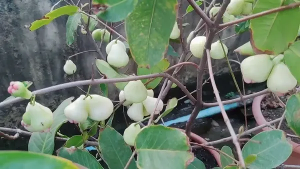 White_Hybrid_Jamrul/_Water_Apple_/Jambul_Fruit_Plant_(Pack_Of_1)