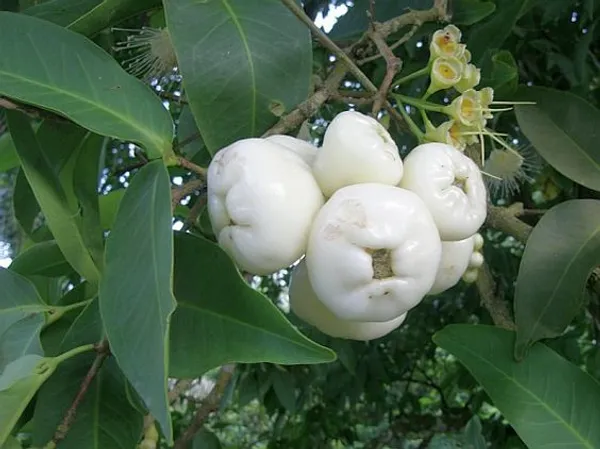 White_Hybrid_Jamrul/_Water_Apple_/Jambul_Fruit_Plant_(Pack_Of_1)
