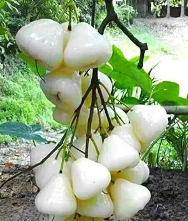 White_Hybrid_Jamrul/_Water_Apple_/Jambul_Fruit_Plant_(Pack_Of_1)