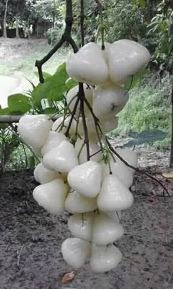 White_Hybrid_Jamrul/_Water_Apple_/Jambul_Fruit_Plant_(Pack_Of_1)