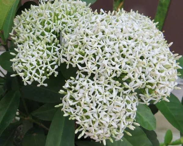 White_Ixora_Flowe_Plant