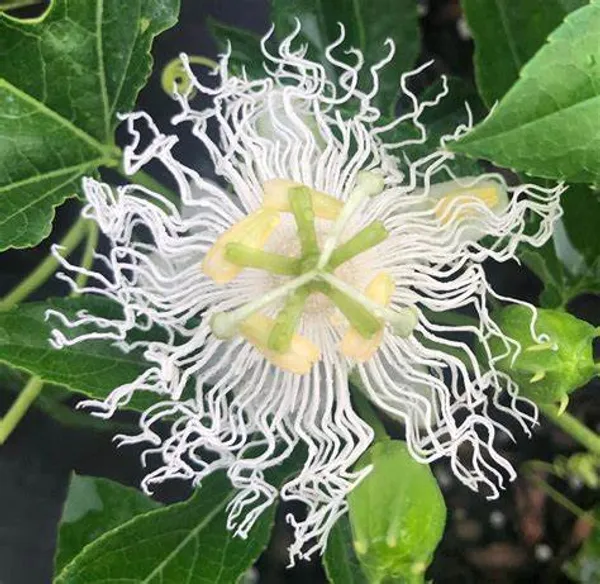 White_Krishna_Kamal/Passion_Flower_Plant_(Pack_Of_1)