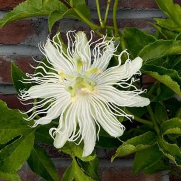 White_Krishna_Kamal/Passion_Flower_Live_Plant