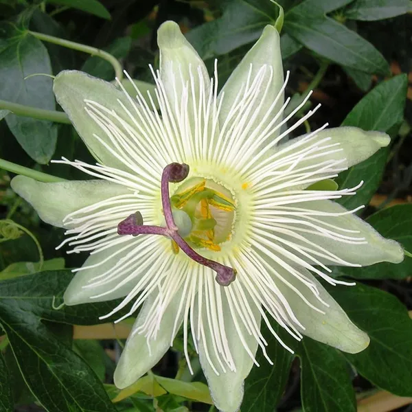 White_Krishna_Kamal/Passion_Flower_Plant_(Pack_Of_1)