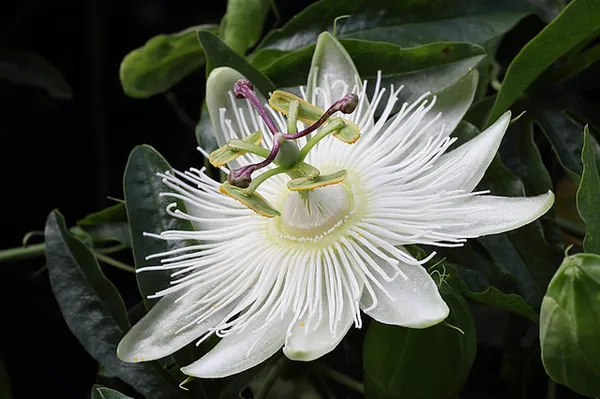 White_Krishna_Kamal/Passion_Flower_Plant_(Pack_Of_1)