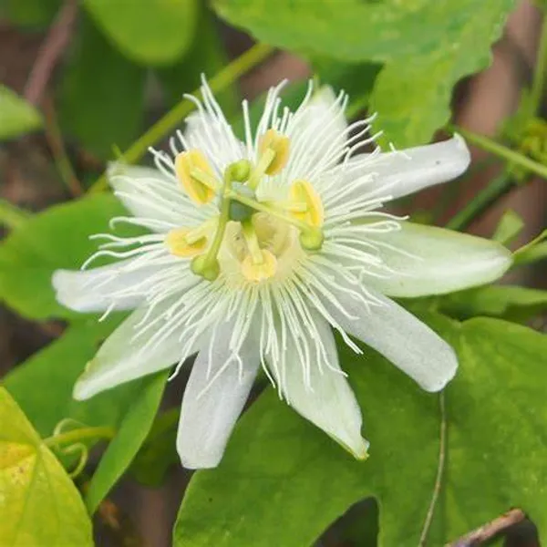 White_Krishna_Kamal/Passion_Flower_Plant_(Pack_Of_1)