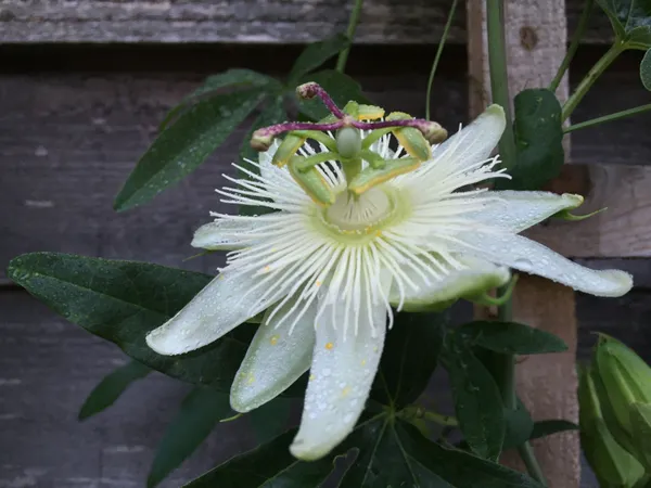 White_Krishna_Kamal/Passion_Flower_Plant_(Pack_Of_1)