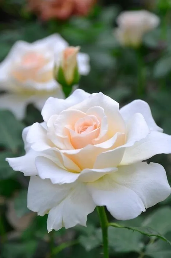 Hybrid_White_Rose_Plant_(Pack_Of_1)