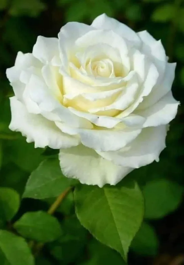 Hybrid_White_Rose_Plant_(Pack_Of_1)