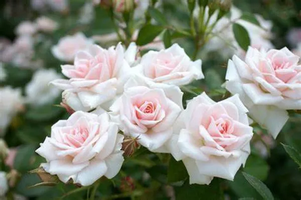 White_Rose_(Grafted)_1.5-3.5_Ft_Flower_Plant_(_Pack_Of_1_)