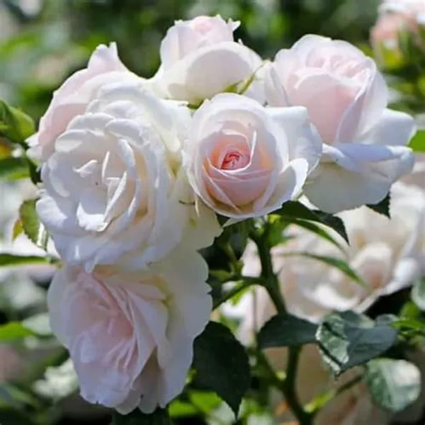 White_Rose_(Grafted)_1.5-3.5_Ft_Flower_Plant_(_Pack_Of_1_)