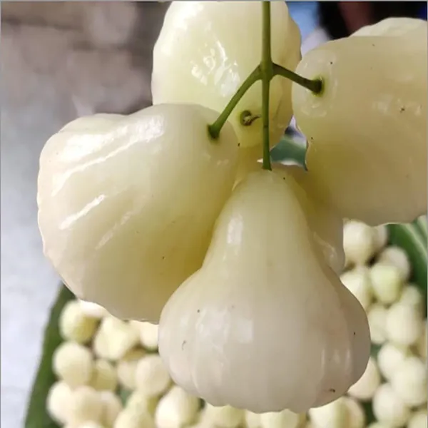 White_Wax_Apple_Water_Apple_Java_Apple_Jamrul_Chamba_Layering_Grafted_Fruit_Plant