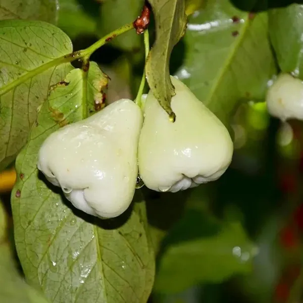White_Wax_Apple_Water_Apple_Java_Apple_Jamrul_Chamba_Layering_Grafted_Fruit_Plant