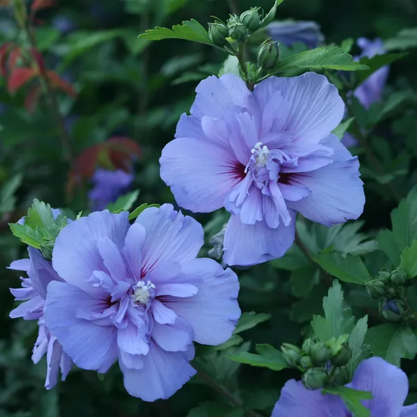 Greenlife_Live_Blue_Chiffon_Hibiscus