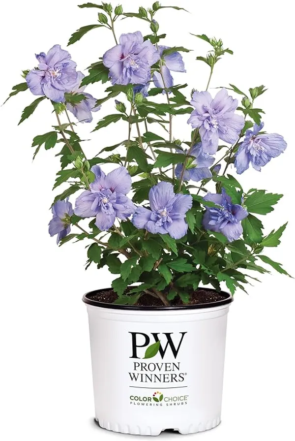 Greenlife_Live_Blue_Chiffon_Hibiscus