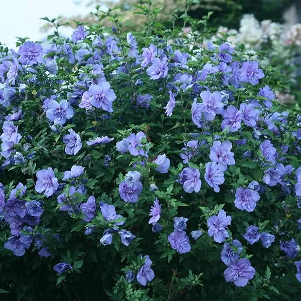 Greenlife_Live_Blue_Chiffon_Hibiscus