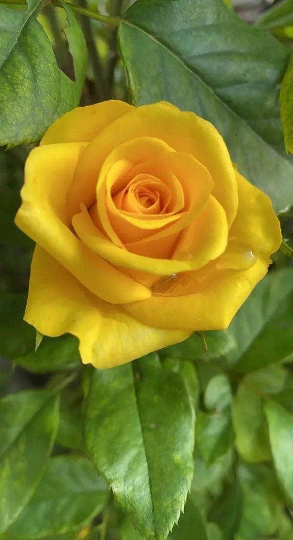 Yellow_Rose_Flower_Plant