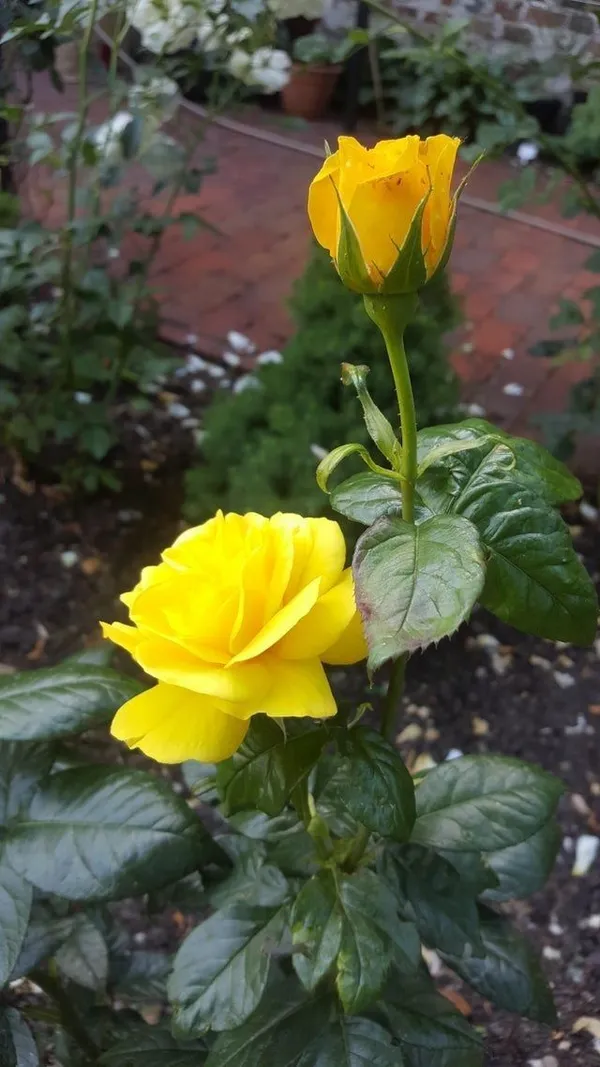 Yellow_Rose_Flower_Plant