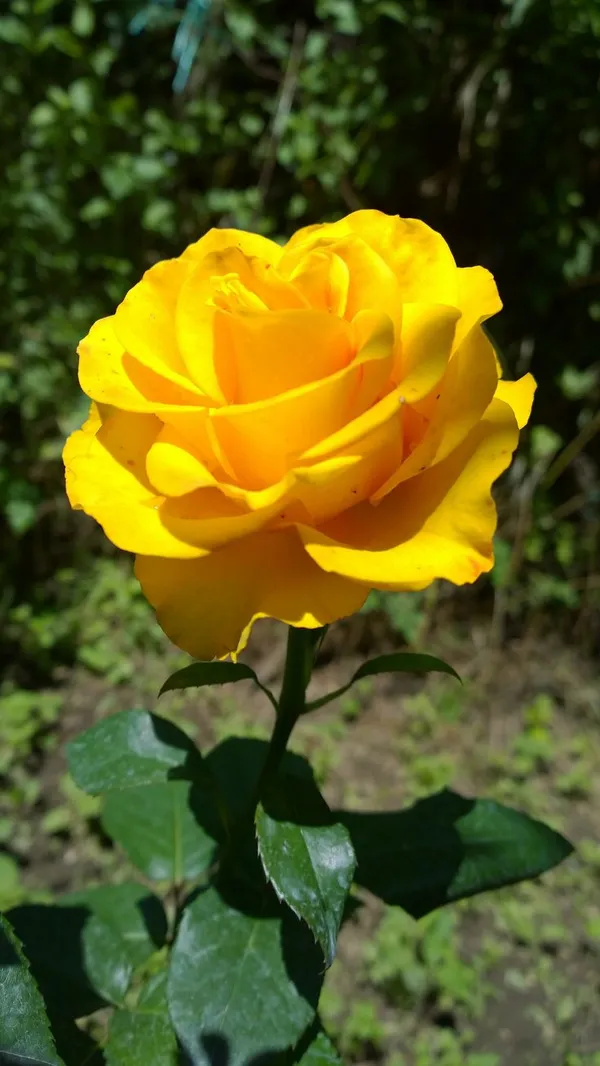 Yellow_Rose_Flower_Plant