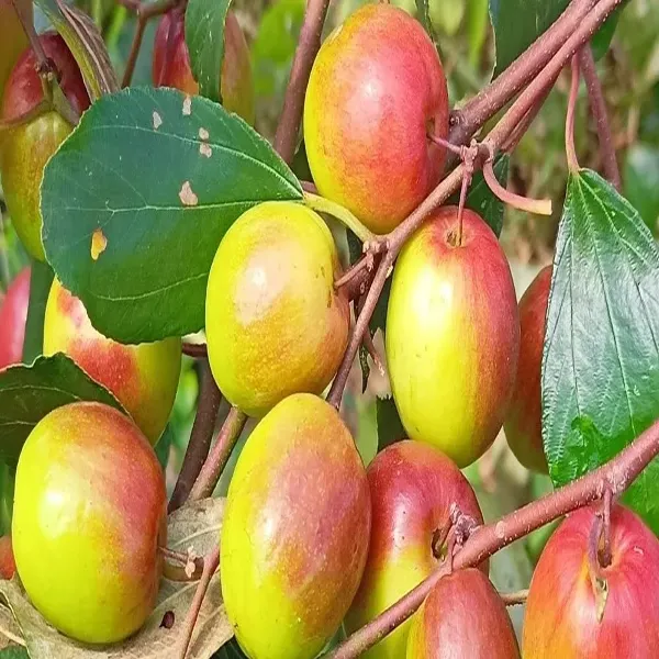 Miss_India_Apple_Ber_Grafted_Plant