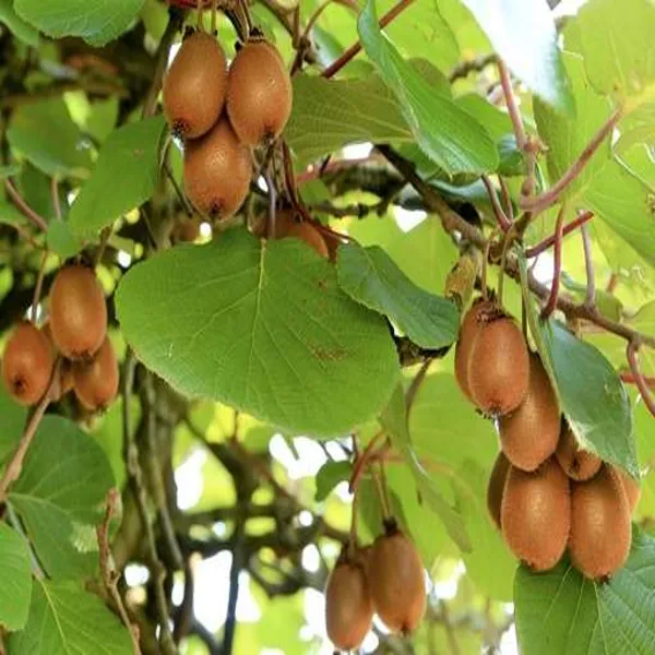 Kiwi_Grafted_Fruit_Plant