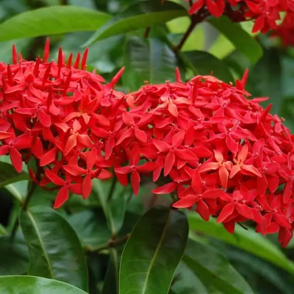 Ixora_Red_Flowering_Plant_Outdoor