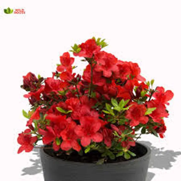 Azalea_Red_Flowering_Plant