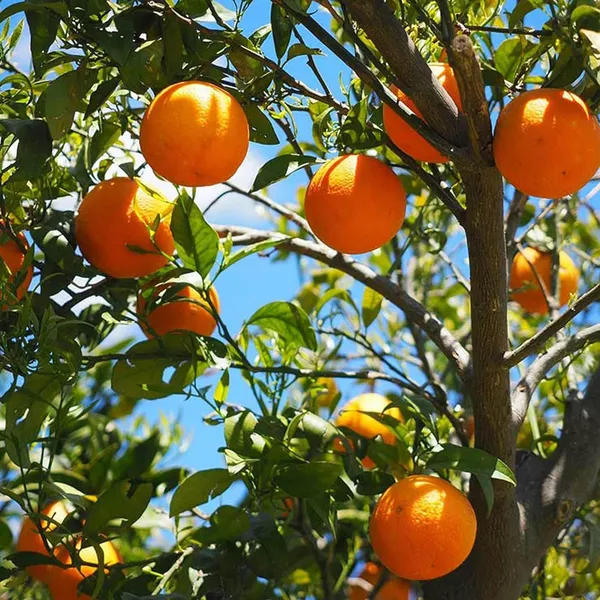 Honey_Murcott_Orange_Santra_Grafted_Fruit_Plant_(1.5-2_Feet_Height)
