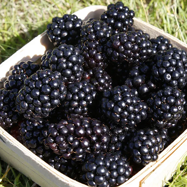 Blackberry_Creeper_Plant_|_Grafted_and_Hybrid_Plants