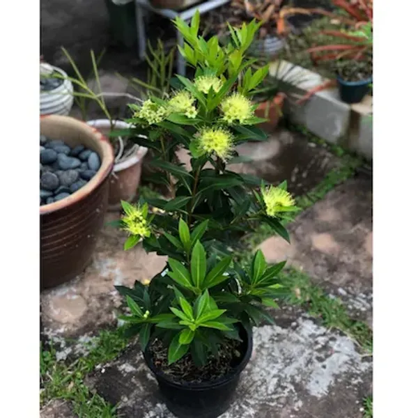 First_Love_Yellow_Plant_Outdoor