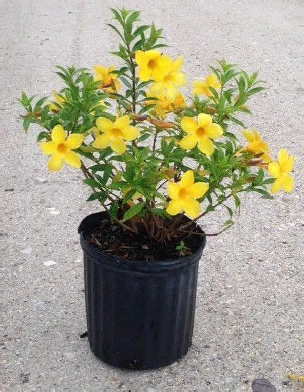Yellow_Allamanda_Flower_Plant