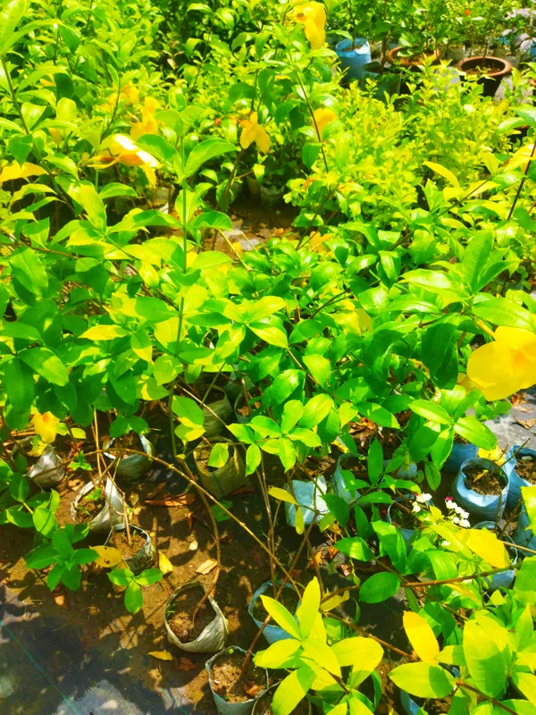Yellow_Allamanda_Flower_Plant
