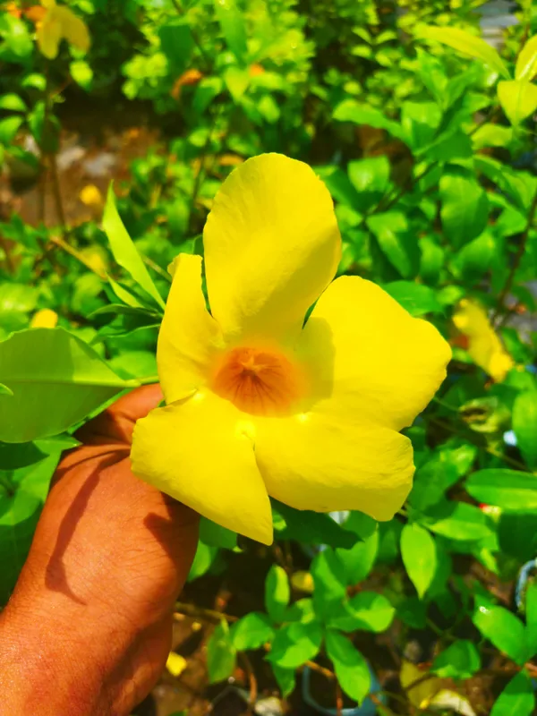 Yellow_Allamanda_Flower_Plant