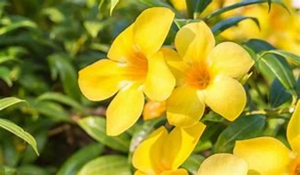 Yellow_Allamanda_Flower_Plant