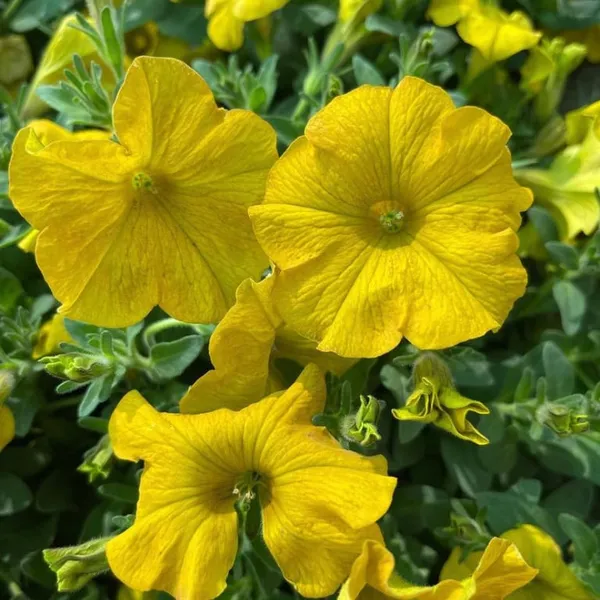 YELLOW_PETANIA_FLOWER