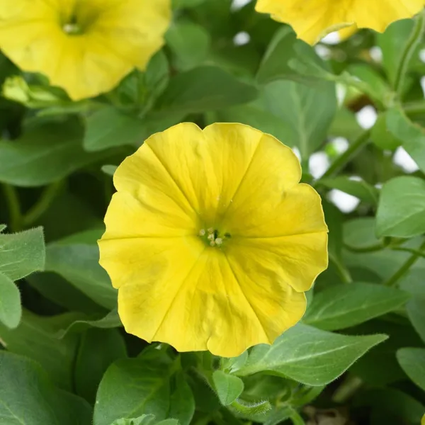YELLOW_PETANIA_FLOWER