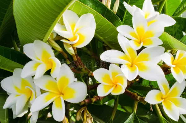 Yellow_Plumeria_Plant