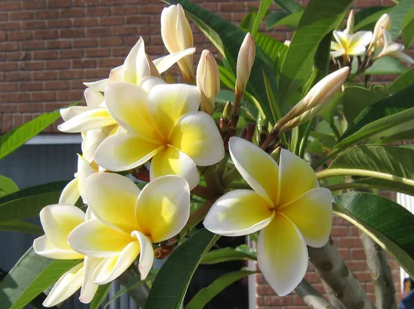 Yellow_Plumeria_Plant