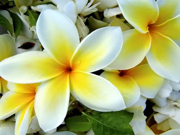 Yellow_Plumeria_Plant
