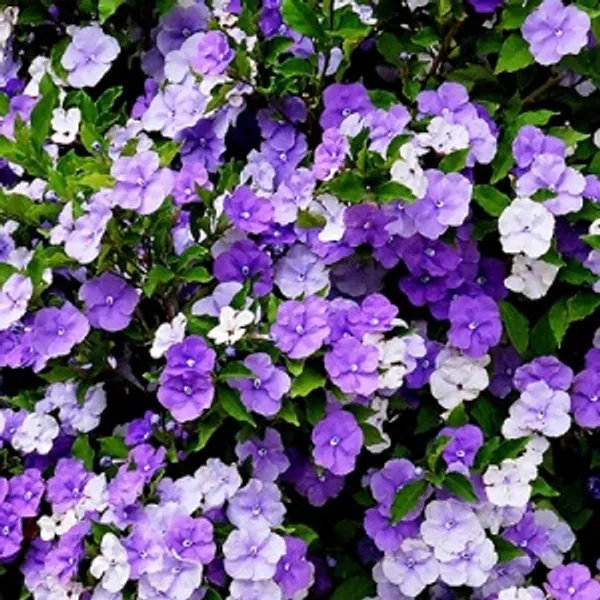 YESTERDAY_TODAY_TOMORROW_FLOWERING_PLANT_(1.5-3_Feet_Height_Pack_Of_1)