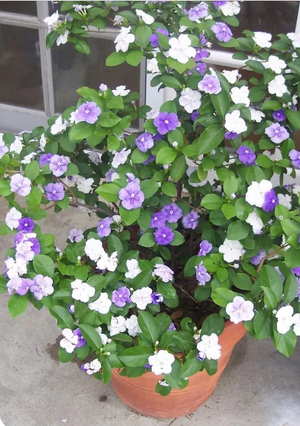 YESTERDAY_TODAY_TOMORROW_FLOWERING_PLANT_(1.5-3_Feet_Height_Pack_Of_1)