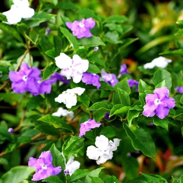 YESTERDAY_TODAY_TOMORROW_FLOWERING_PLANT_(1.5-3_Feet_Height_Pack_Of_1)