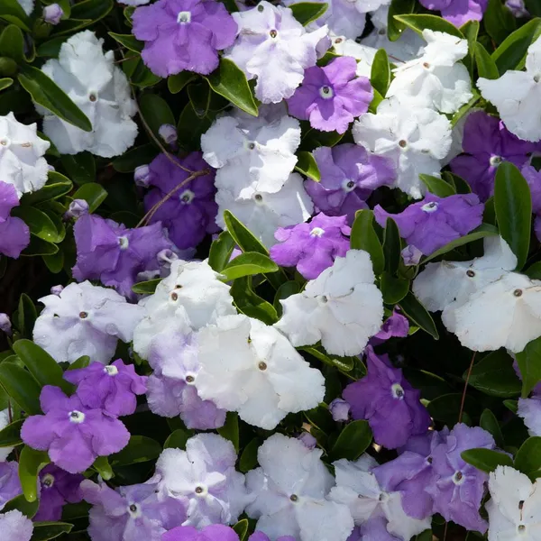 YESTERDAY_TODAY_TOMORROW_FLOWERING_PLANT_(1.5-3_Feet_Height_Pack_Of_1)