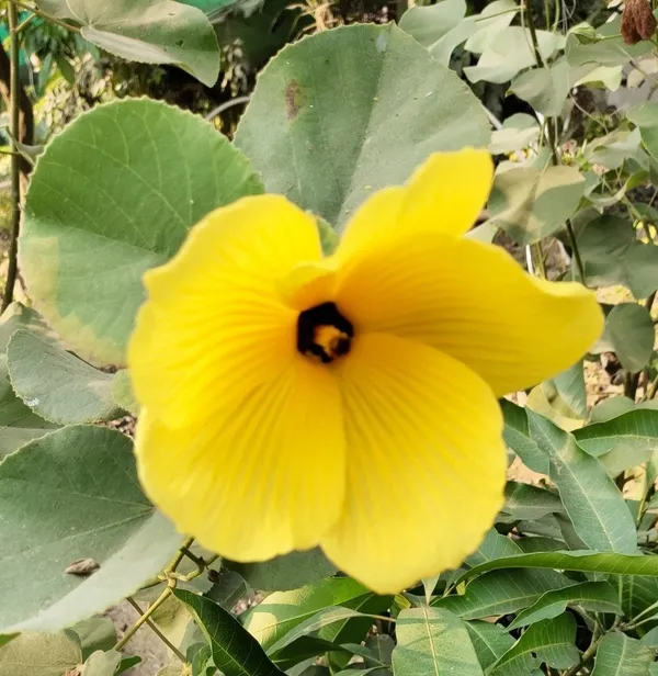 Yellow_Land_Lotus_Flowering_Plant