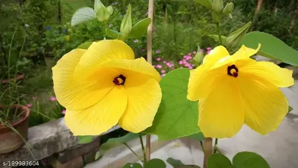 Yellow_Land_Lotus_Flowering_Plant