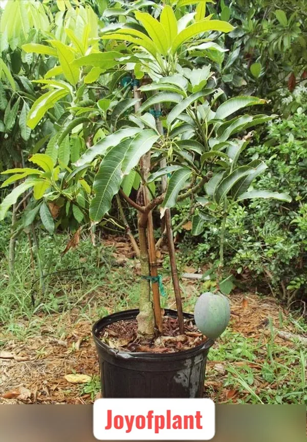 Thai_All_Time_Mango_Hybrid_(1.5-3.5_Ft)_Fruit_Plant