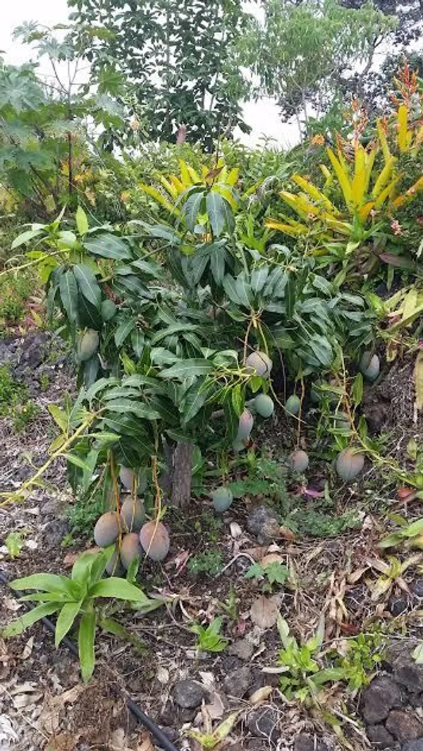 Thai_All_Time_Mango_Hybrid_(1.5-3.5_Ft)_Fruit_Plant