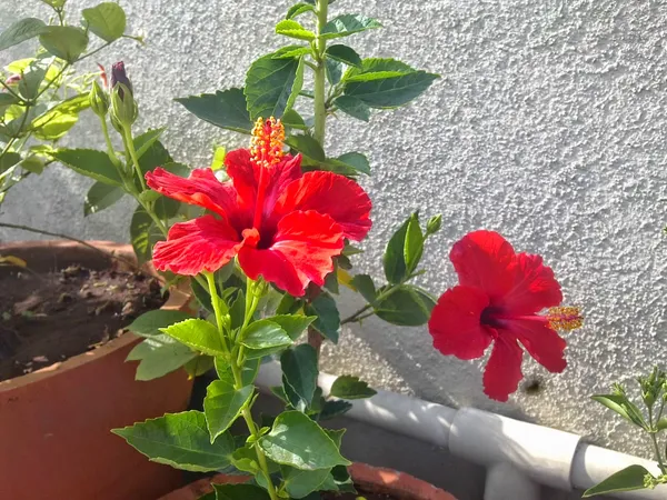 Hibiscus_Red_(Grafted)_Flower_Plant_(Hybrid,_Pack_Of_1)